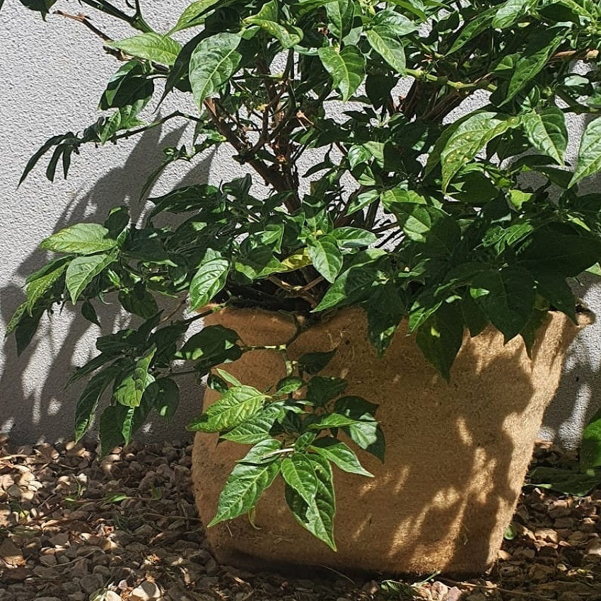 Outdoor Eco Friendly Jute Plant Pots (2.8 Liters)