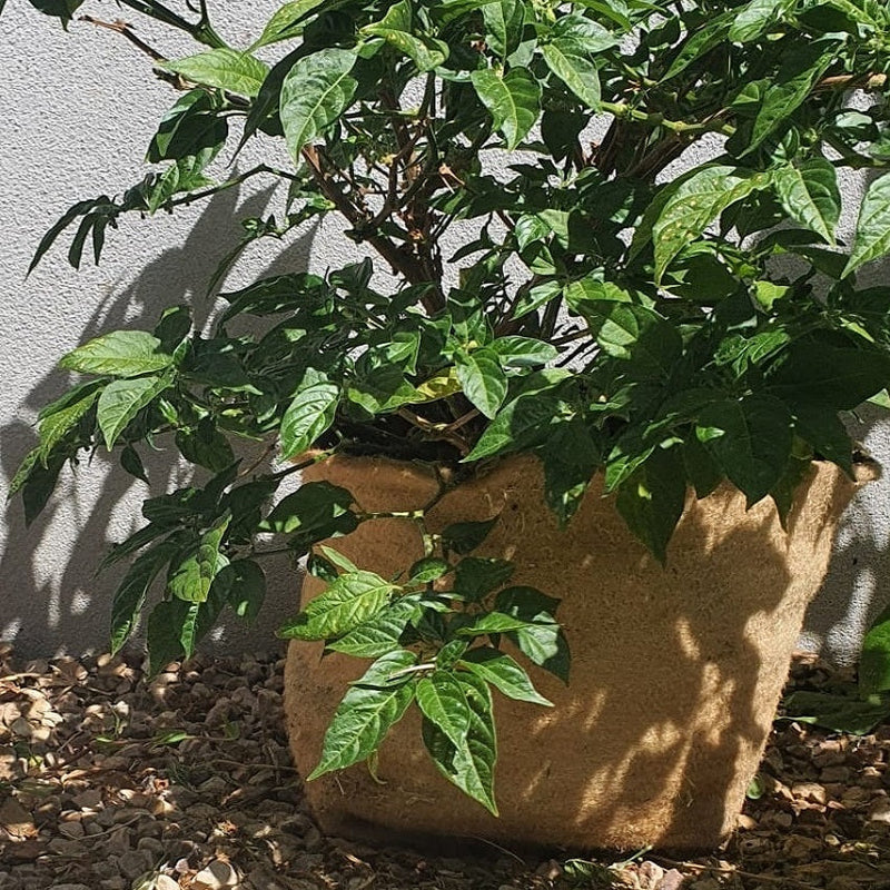 Outdoor Eco Friendly Jute Plant Pots (2.8 Liters)