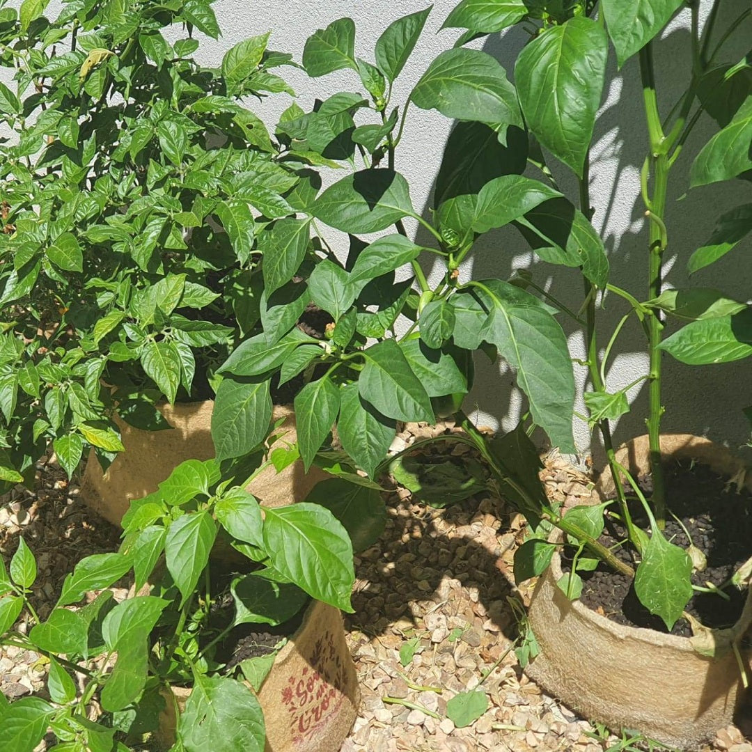 Outdoor Eco Friendly Jute Plant Pots (2.8 Liters)